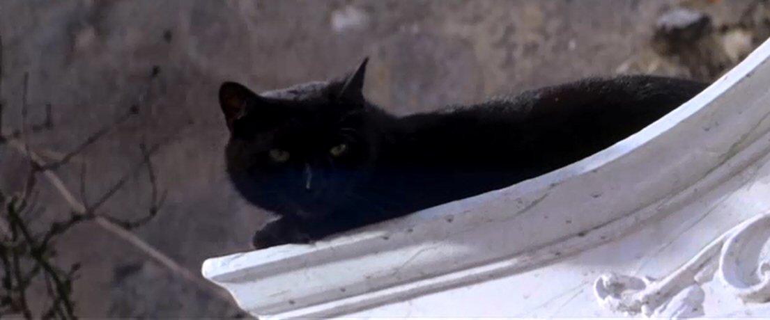 Poe, macska, Ligeia